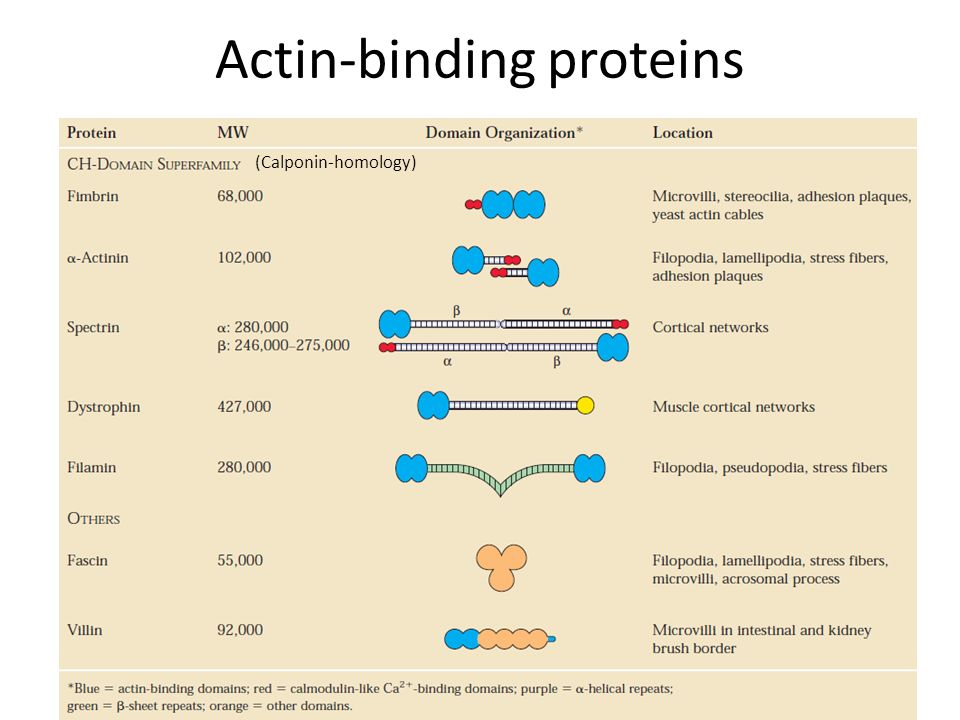 Actin-binding proteins