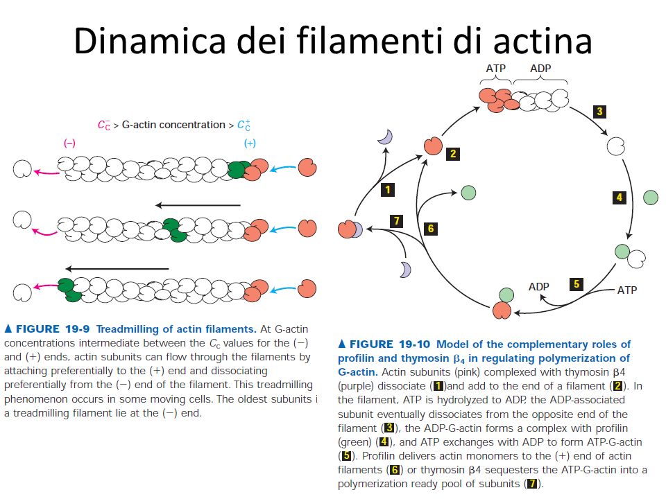 Dinamica dei filamenti di actina