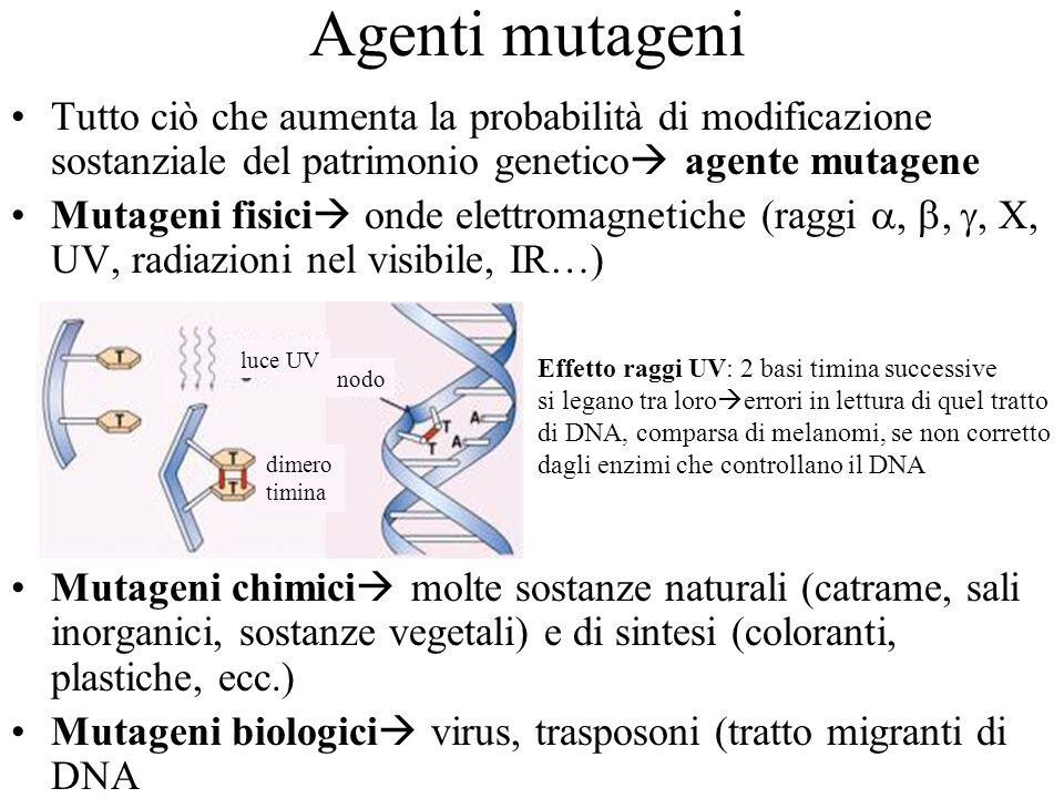 Agenti mutageni Tutto ciò che aumenta la probabilità di modificazione sostanziale del patrimonio genetico agente mutagene.