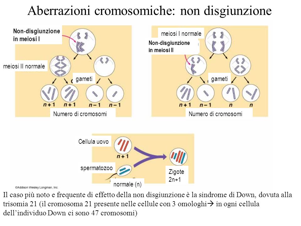 Aberrazioni cromosomiche: non disgiunzione