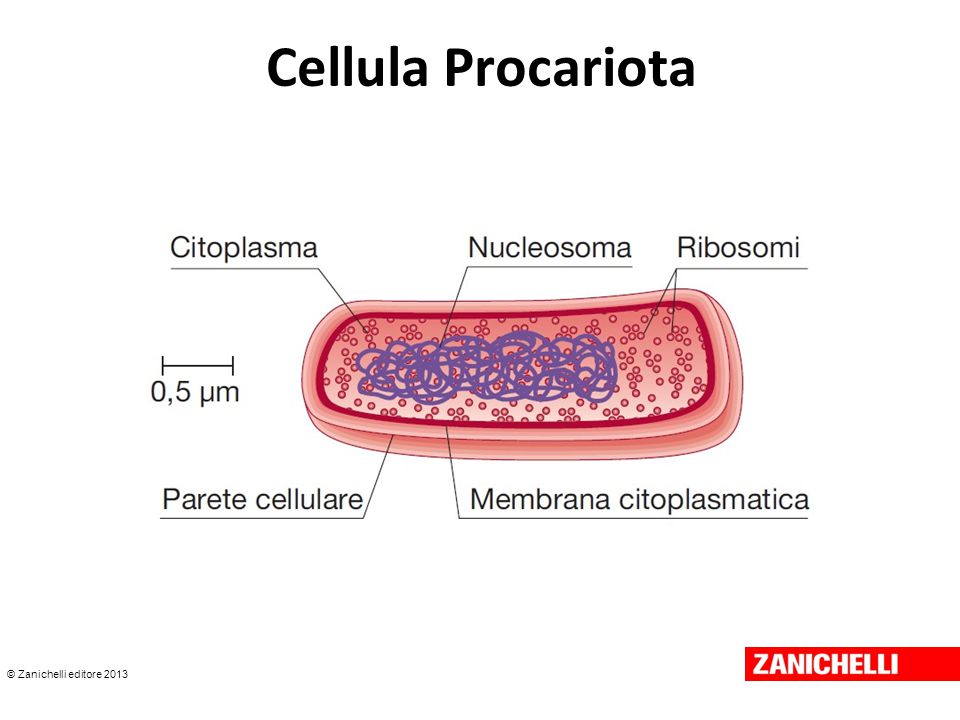 Risultati immagini per le cellule procariote