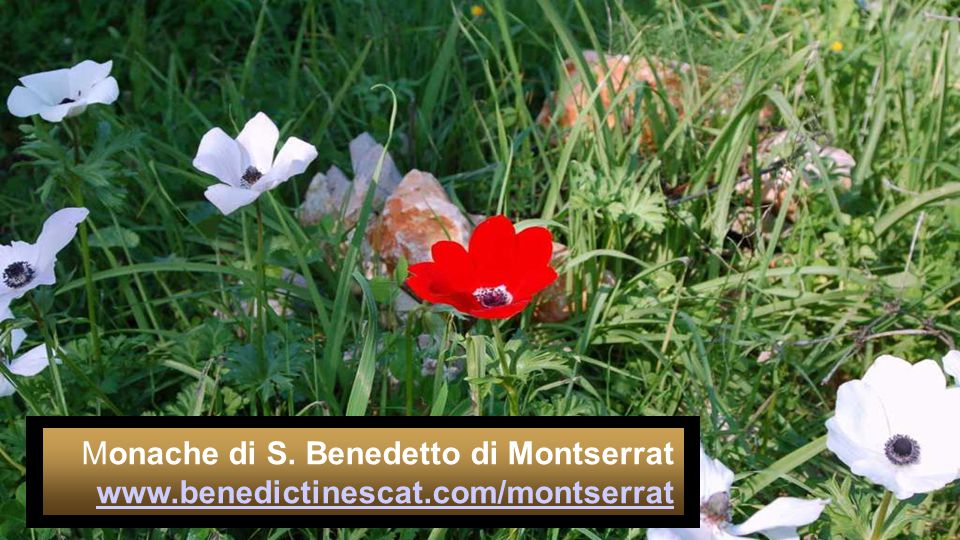 Monache di S. Benedetto di Montserrat www. benedictinescat
