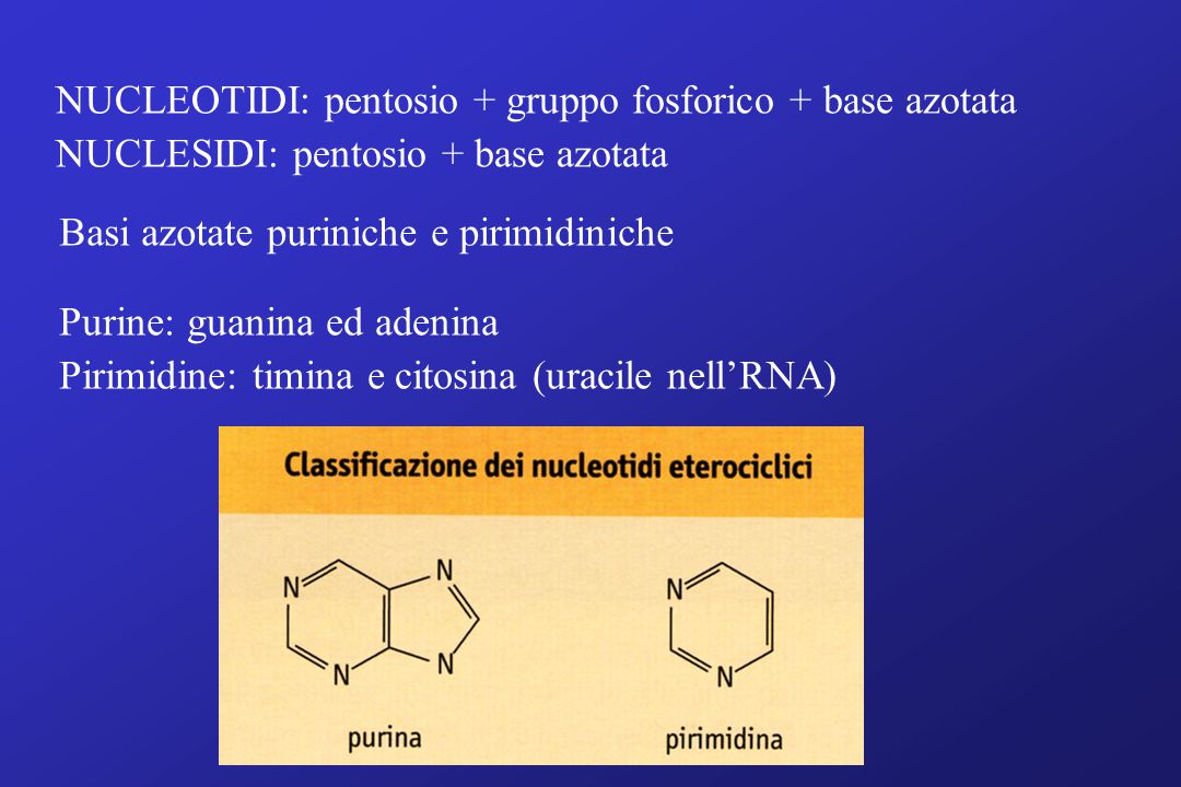 NUCLEOTIDI: pentosio + gruppo fosforico + base azotata