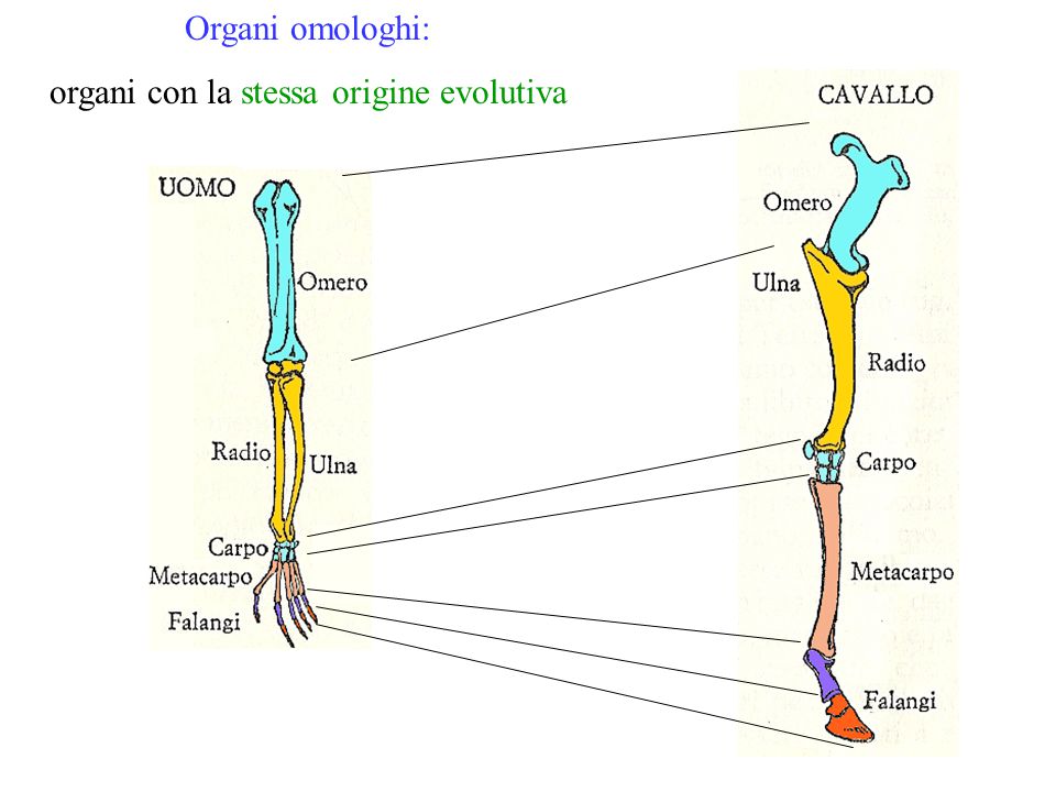 organi con la stessa origine evolutiva