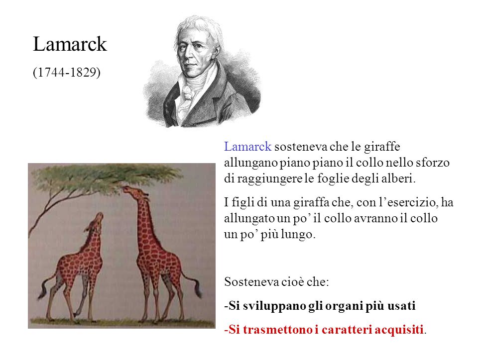 Lamarck ( ) Lamarck sosteneva che le giraffe allungano piano piano il collo nello sforzo di raggiungere le foglie degli alberi.