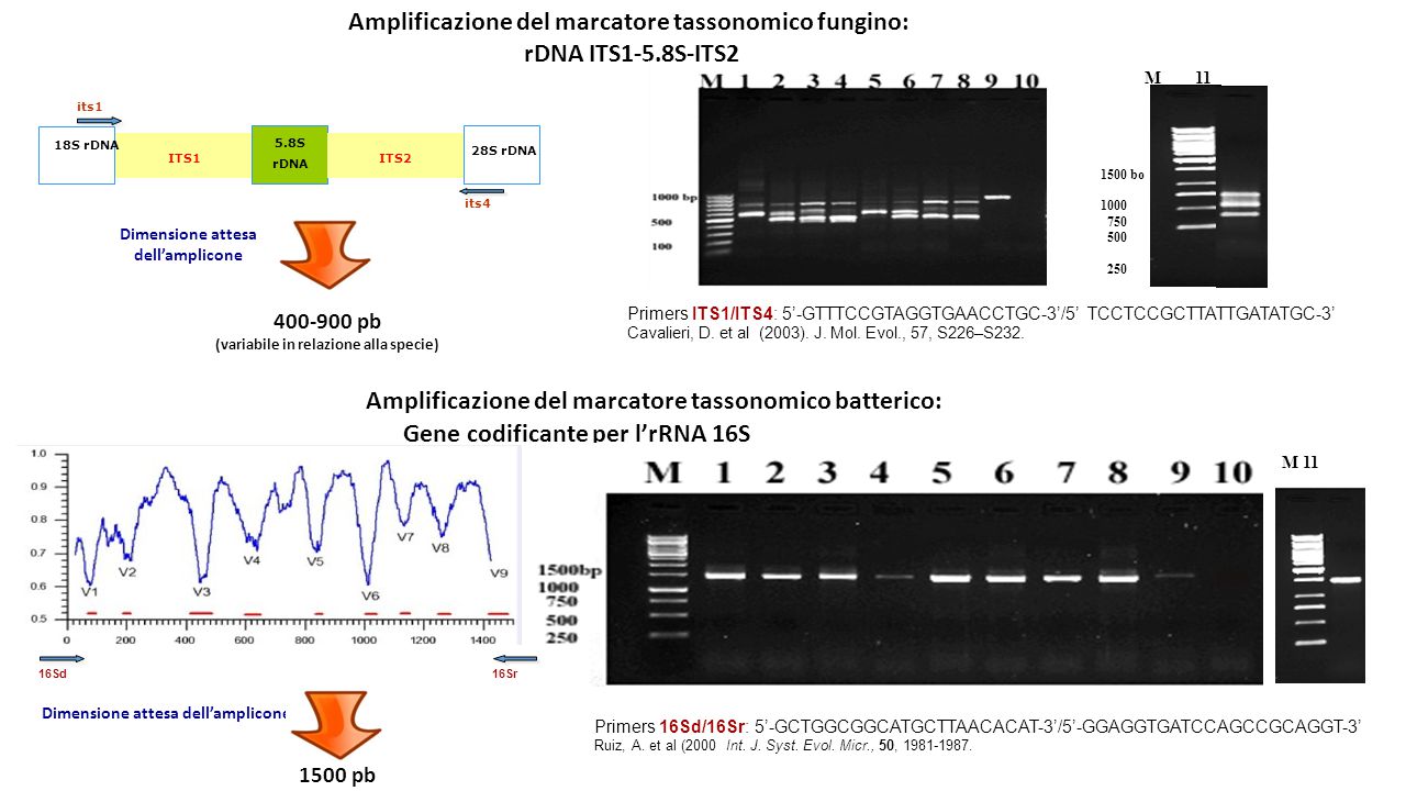 Amplificazione del marcatore tassonomico fungino: rDNA ITS1-5.8S-ITS2