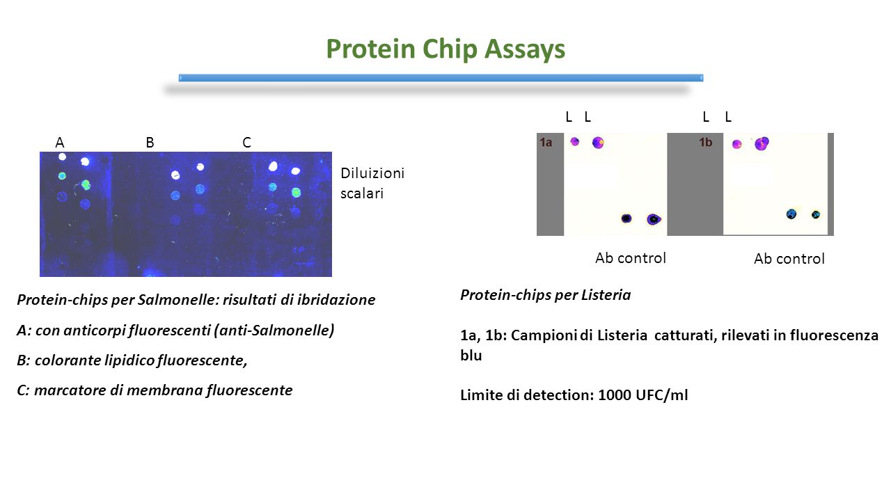 Protein Chip Assays L L L L A B C Diluizioni scalari Ab control