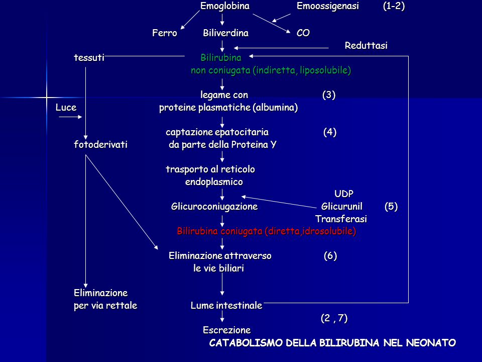 Emoglobina Emoossigenasi (1-2)