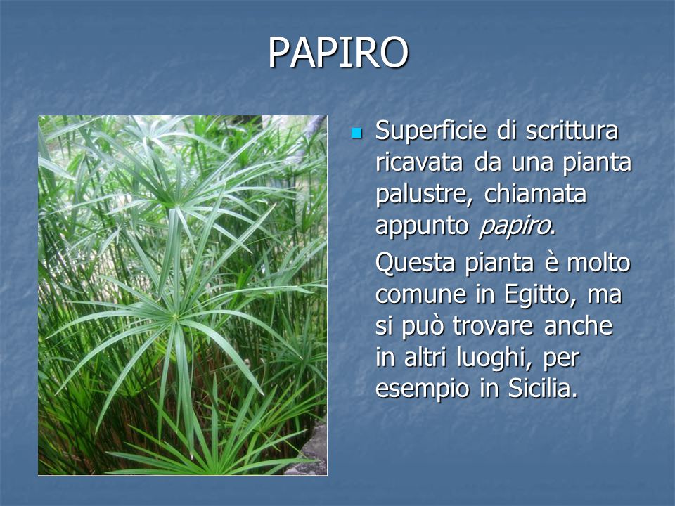 PAPIRO Superficie di scrittura ricavata da una pianta palustre, chiamata appunto papiro.