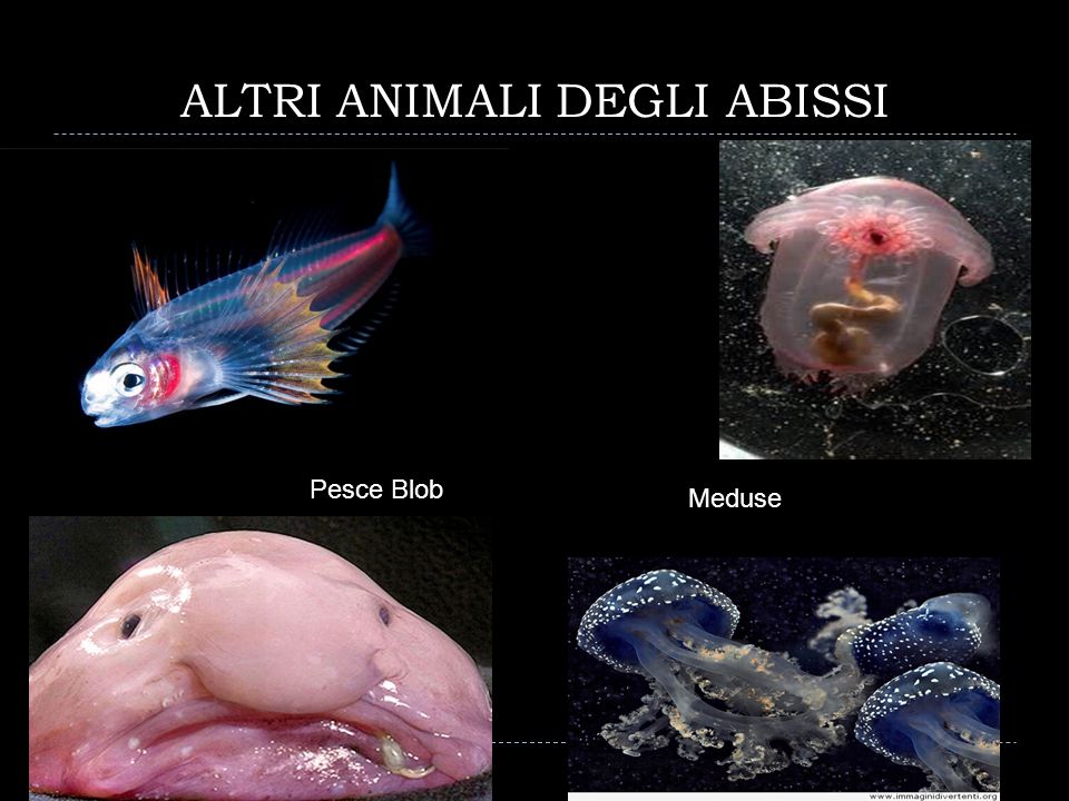 ALTRI+ANIMALI+DEGLI+ABISSI.jpg