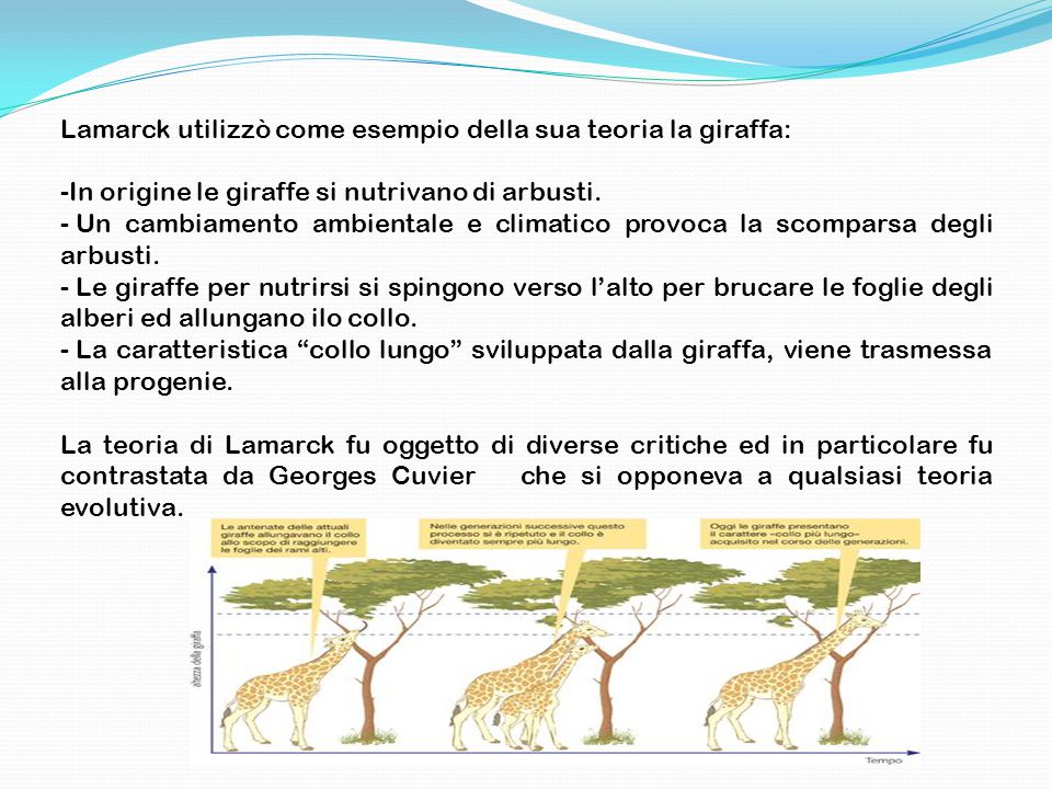 Lamarck utilizzò come esempio della sua teoria la giraffa: