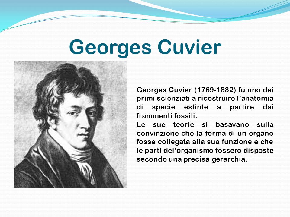 Georges Cuvier Georges Cuvier ( ) fu uno dei primi scienziati a ricostruire l’anatomia di specie estinte a partire dai frammenti fossili.
