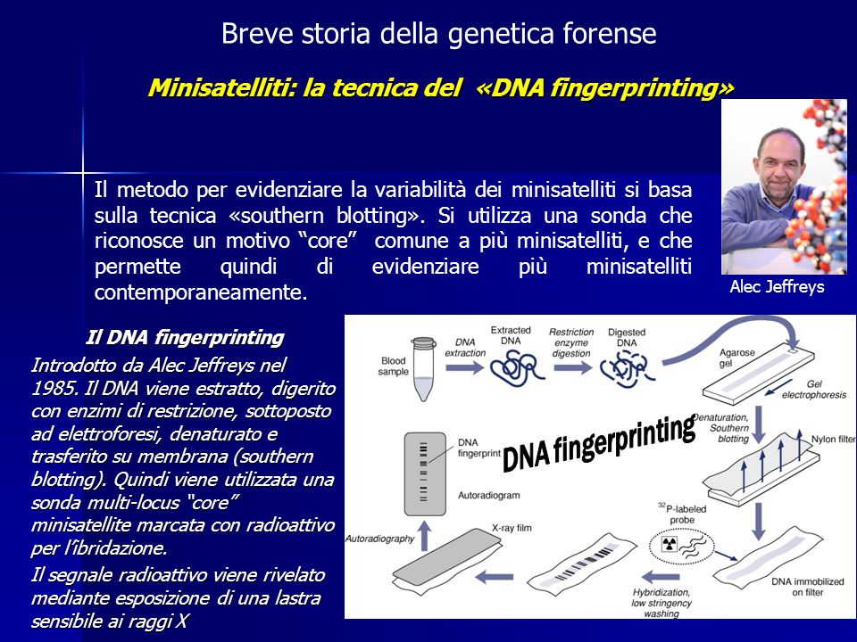 Minisatelliti: la tecnica del «DNA fingerprinting»