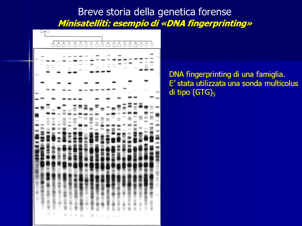 Minisatelliti: esempio di «DNA fingerprinting»