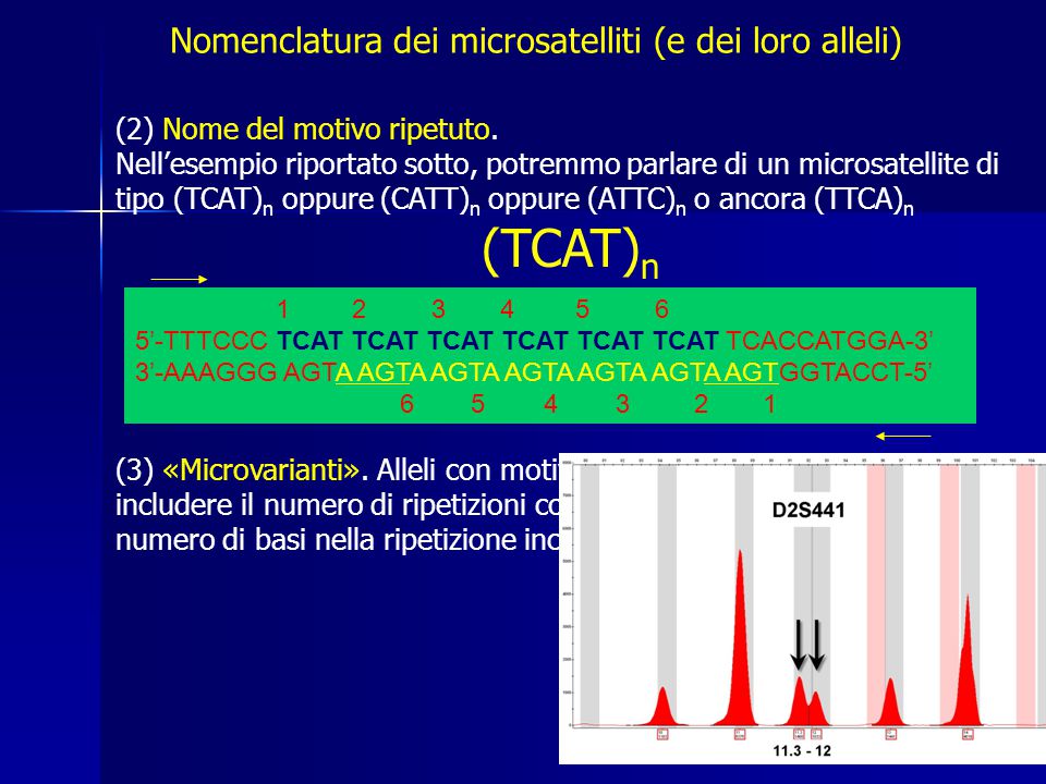 Nomenclatura dei microsatelliti (e dei loro alleli)