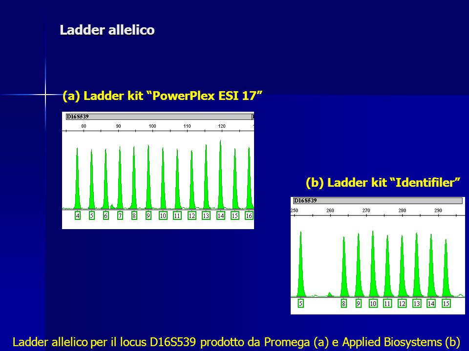 Ladder allelico (a) Ladder kit PowerPlex ESI 17