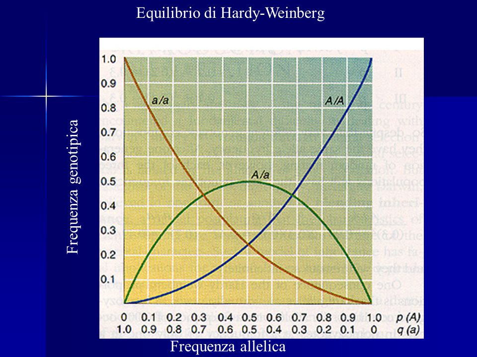 Equilibrio di Hardy-Weinberg