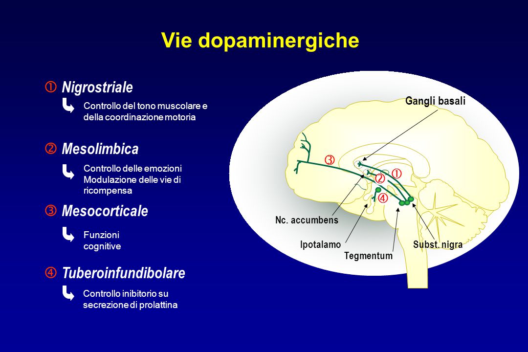 Vie dopaminergiche  Nigrostriale  Mesolimbica  Mesocorticale