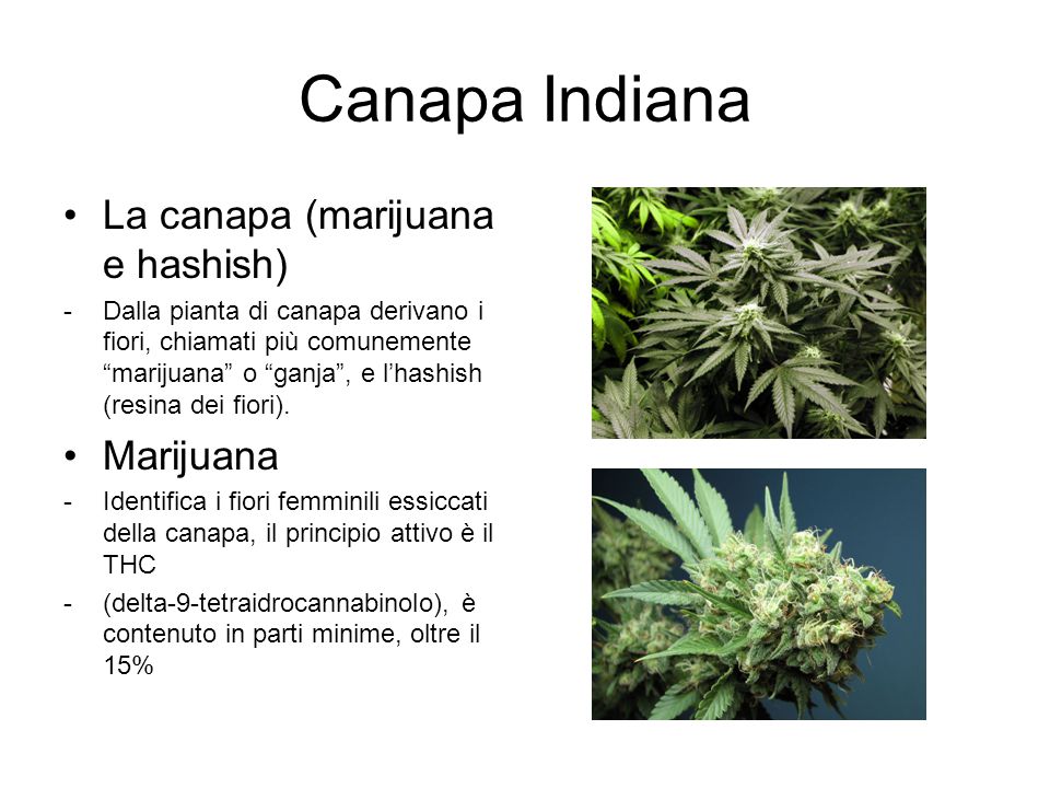 Canapa Indiana La canapa (marijuana e hashish) Marijuana
