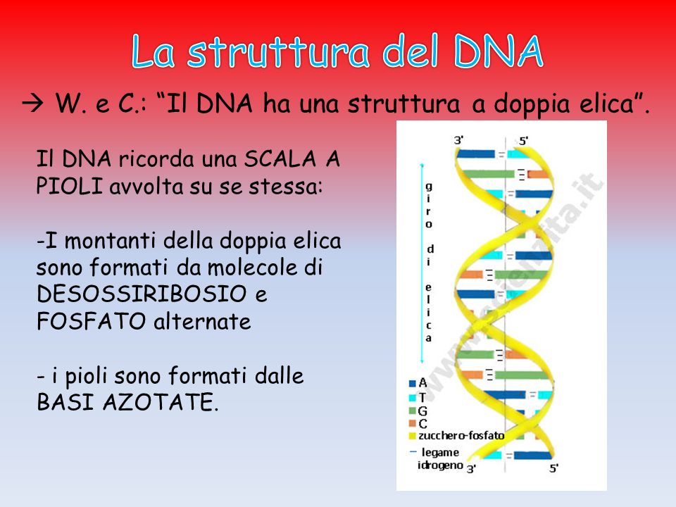 La struttura del DNA  W. e C.: Il DNA ha una struttura a doppia elica . Il DNA ricorda una SCALA A PIOLI avvolta su se stessa:
