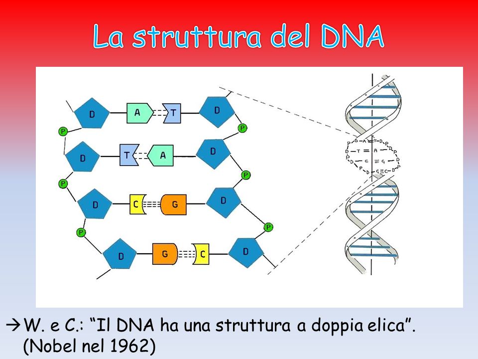 La struttura del DNA W. e C.: Il DNA ha una struttura a doppia elica . (Nobel nel 1962)