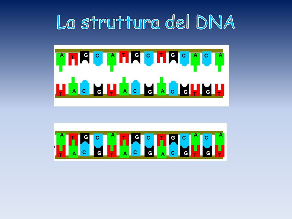 La struttura del DNA