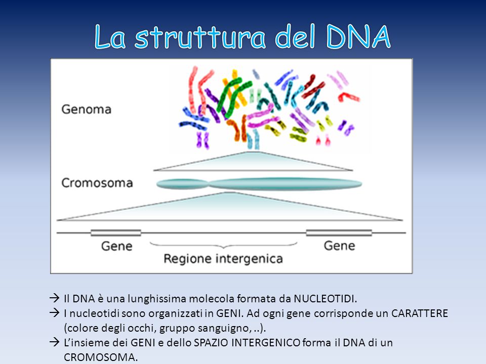 La struttura del DNA Il DNA è una lunghissima molecola formata da NUCLEOTIDI.