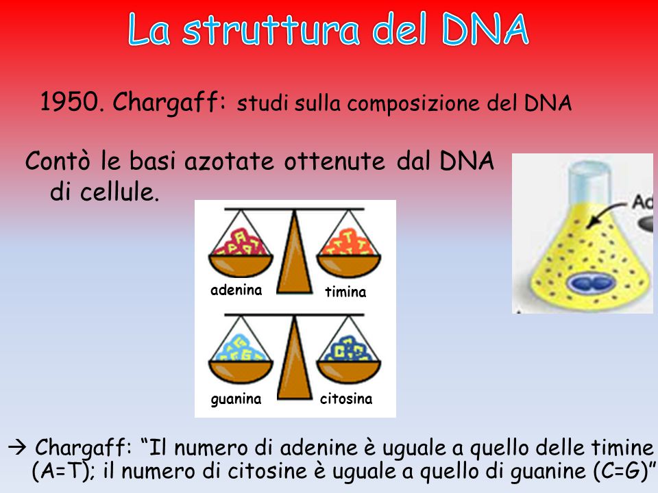La struttura del DNA Chargaff: studi sulla composizione del DNA