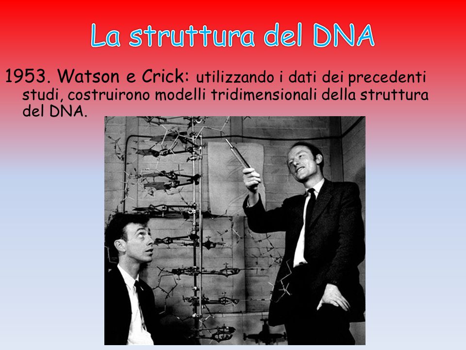 La struttura del DNA 1953.
