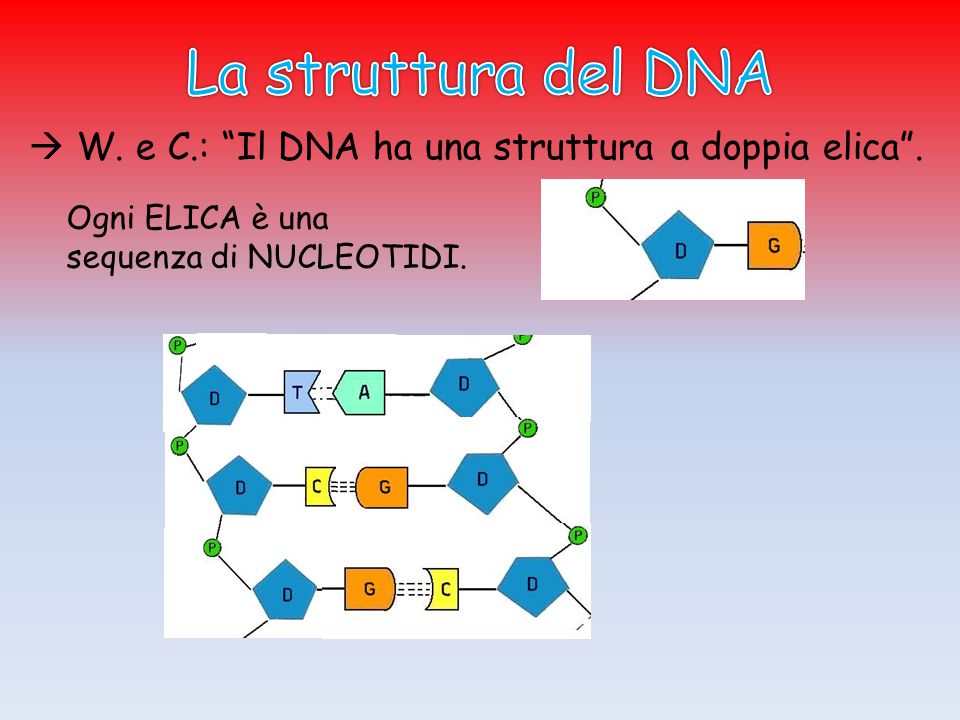 La struttura del DNA  W. e C.: Il DNA ha una struttura a doppia elica .