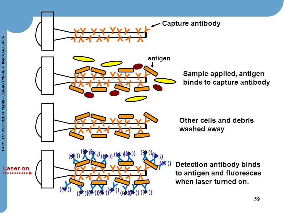 Y Y Y Y Capture antibody Sample applied, antigen