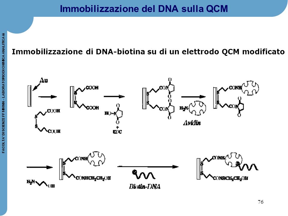 Immobilizzazione del DNA sulla QCM