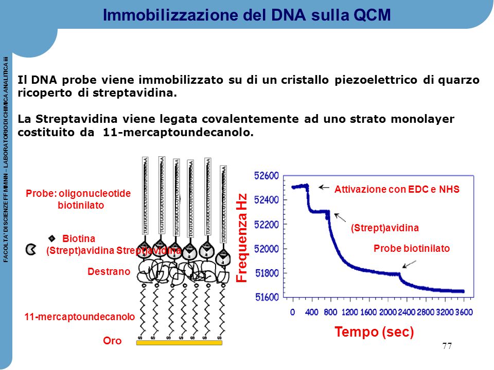 Immobilizzazione del DNA sulla QCM