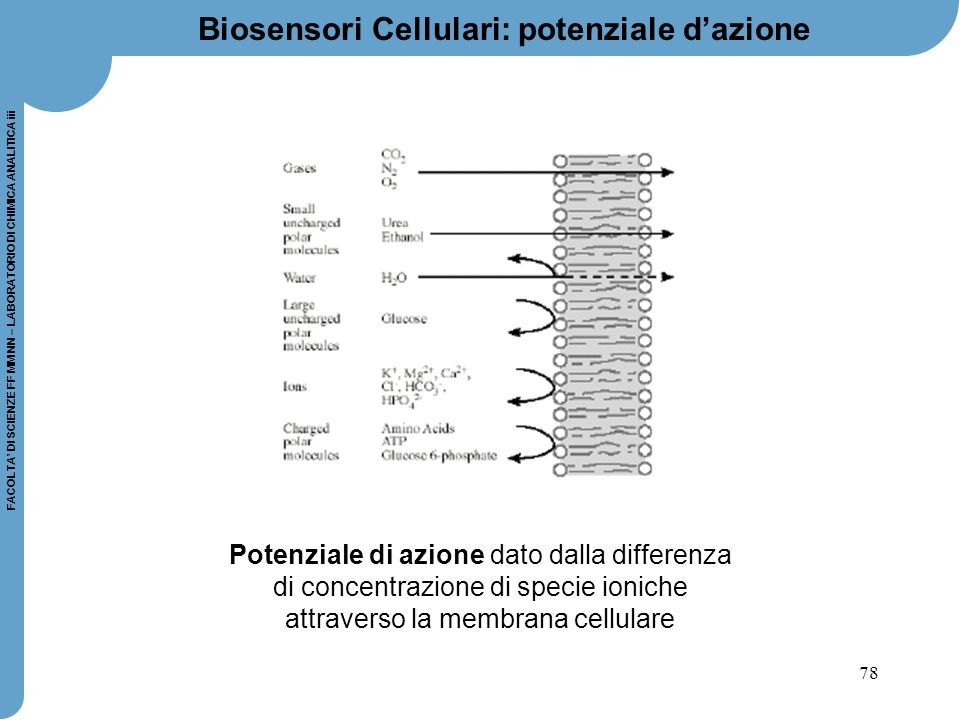 Biosensori Cellulari: potenziale d’azione