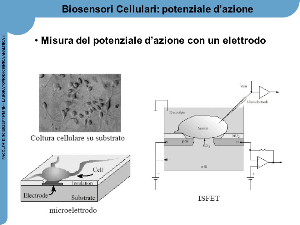 Biosensori Cellulari: potenziale d’azione