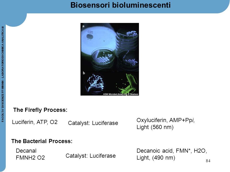 Biosensori bioluminescenti