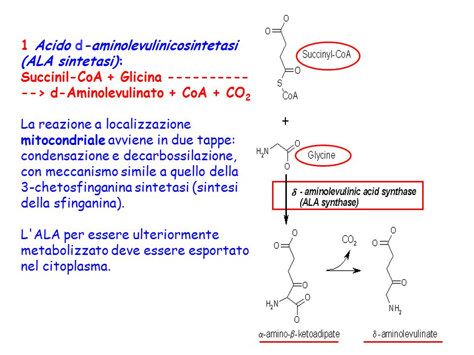 1 Acido d-aminolevulinicosintetasi (ALA sintetasi):