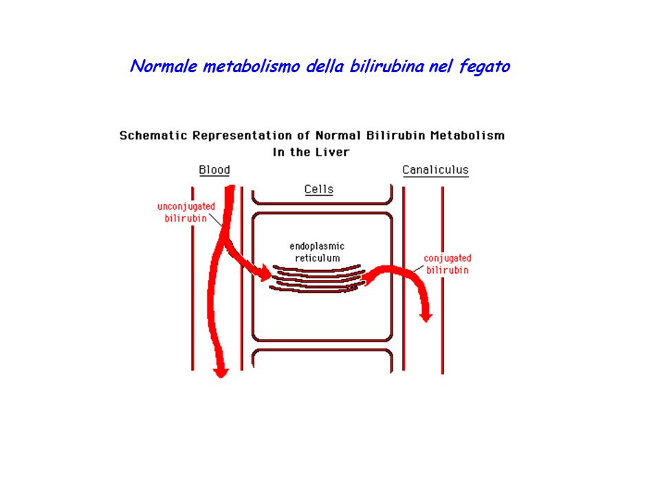 Normale metabolismo della bilirubina nel fegato