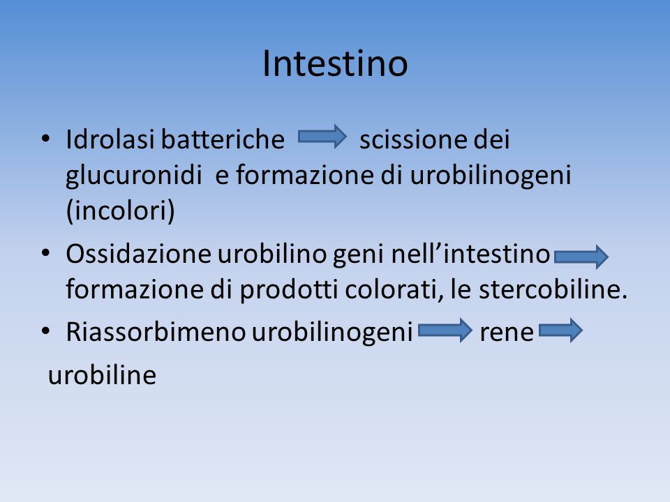 Intestino Idrolasi batteriche scissione dei glucuronidi e formazione di urobilinogeni (incolori)