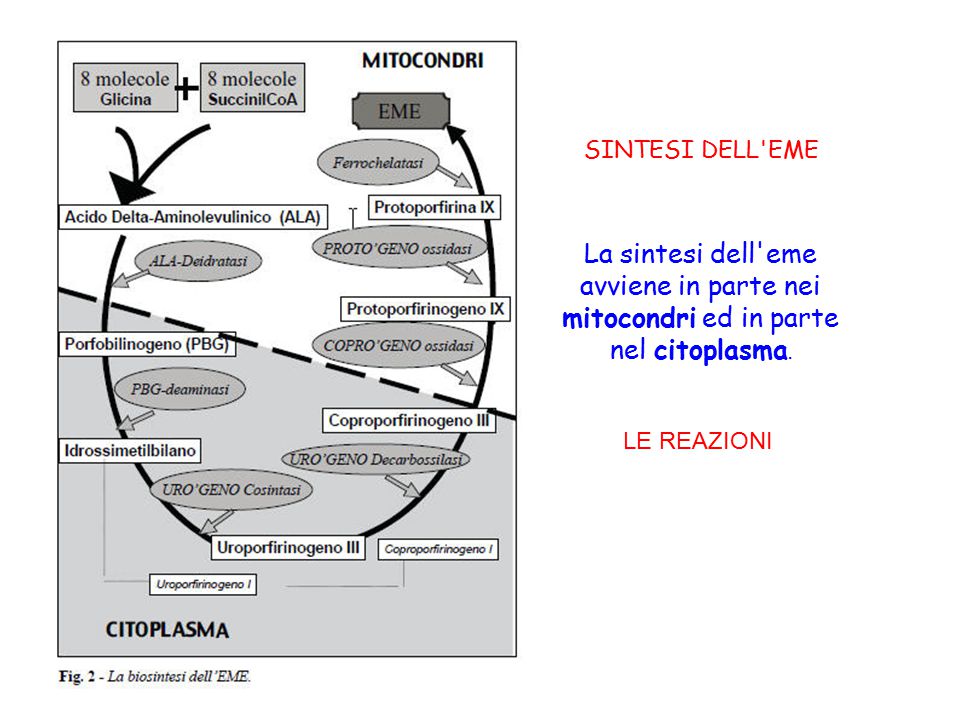 SINTESI DELL EME La sintesi dell eme avviene in parte nei mitocondri ed in parte nel citoplasma.