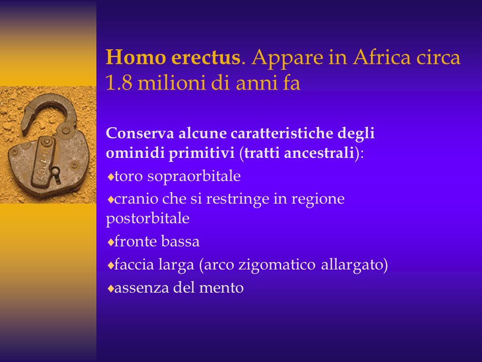 Homo erectus. Appare in Africa circa 1.8 milioni di anni fa