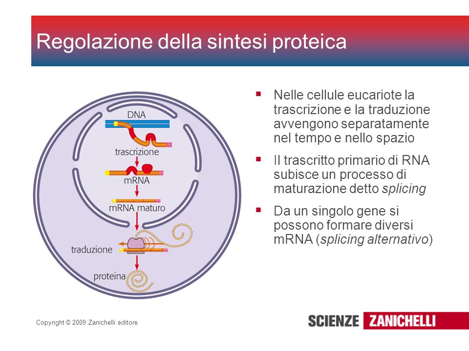 Regolazione della sintesi proteica