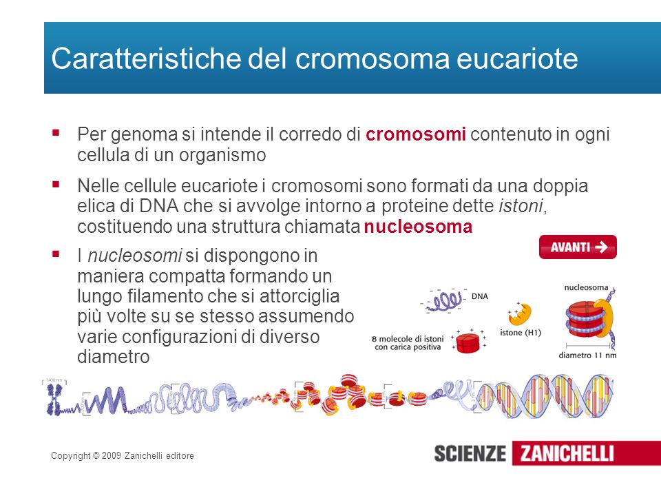 Caratteristiche del cromosoma eucariote