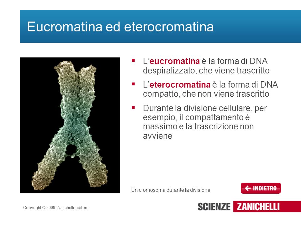 Eucromatina ed eterocromatina