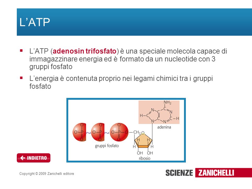 L’ATP L’ATP (adenosin trifosfato) è una speciale molecola capace di immagazzinare energia ed è formato da un nucleotide con 3 gruppi fosfato.