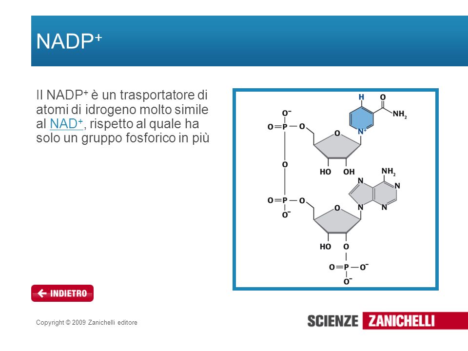 NADP+ Il NADP+ è un trasportatore di atomi di idrogeno molto simile al NAD+, rispetto al quale ha solo un gruppo fosforico in più.