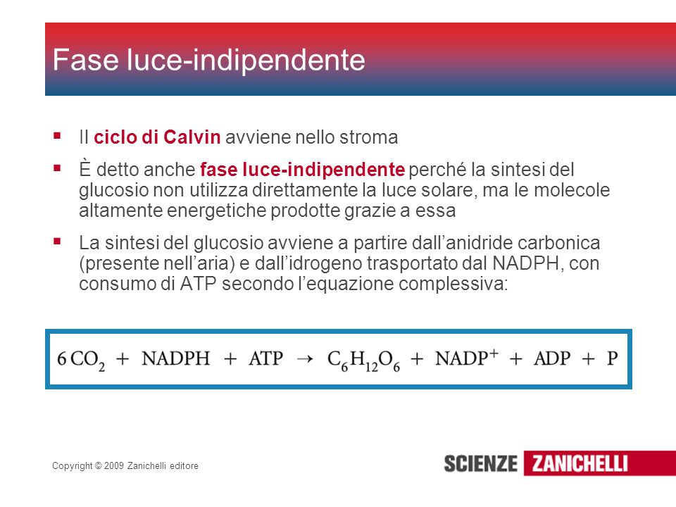 Fase luce-indipendente