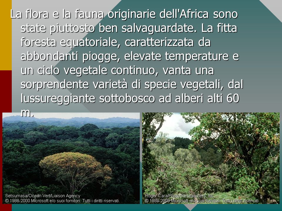La flora e la fauna originarie dell Africa sono state piuttosto ben salvaguardate.