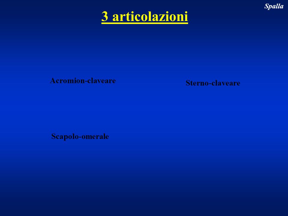 3 articolazioni Acromion-claveare Sterno-claveare Scapolo-omerale