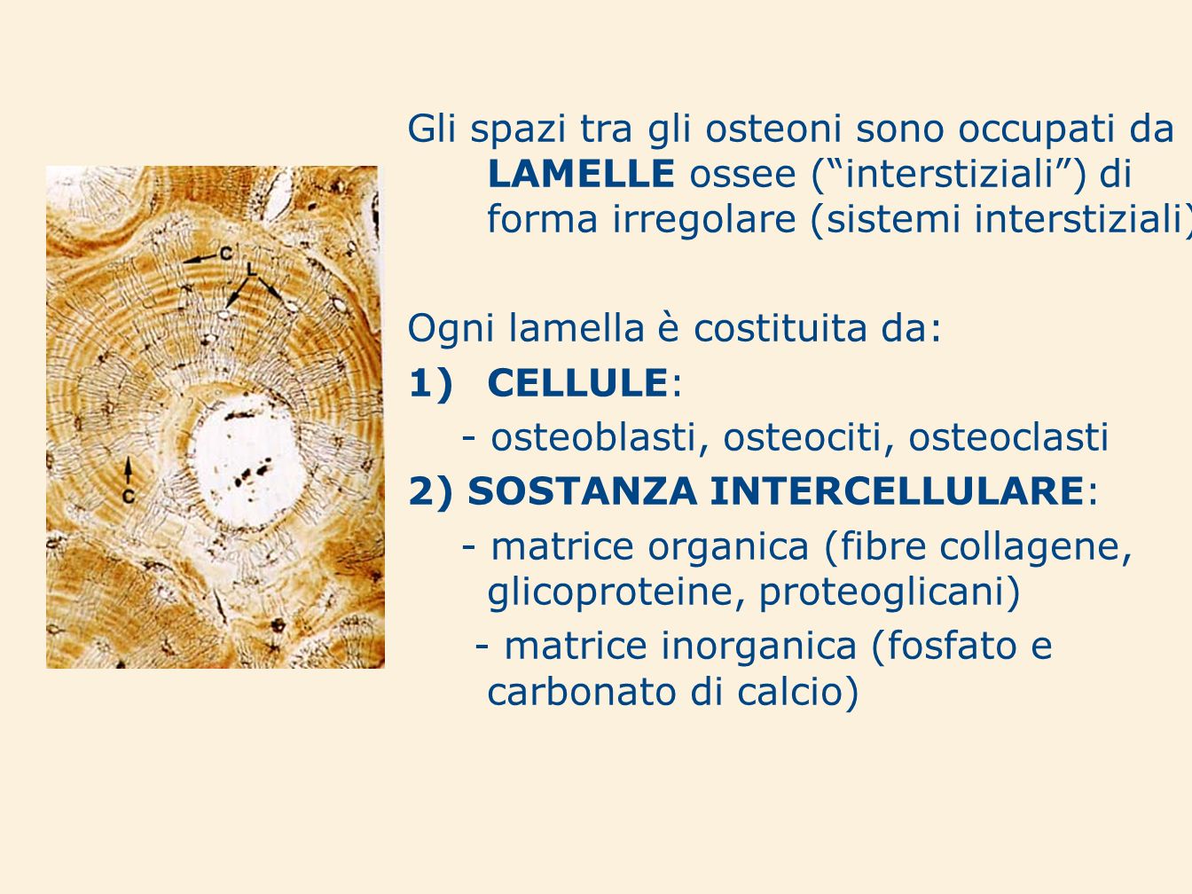 Gli spazi tra gli osteoni sono occupati da LAMELLE ossee ( interstiziali ) di forma irregolare (sistemi interstiziali)
